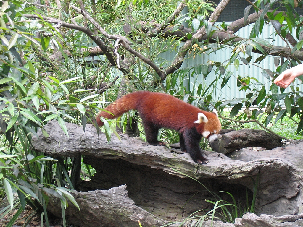 CairnsTC179 Cairns Tropical Zoo.jpg